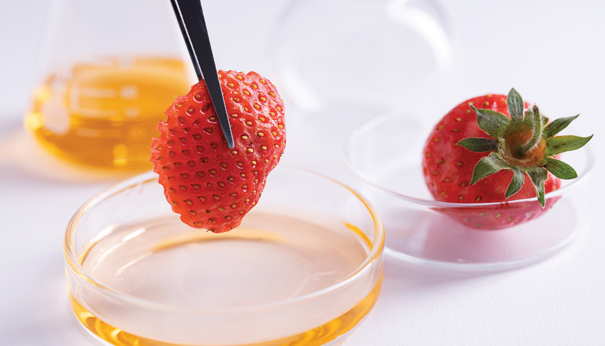 compressed_Food testing